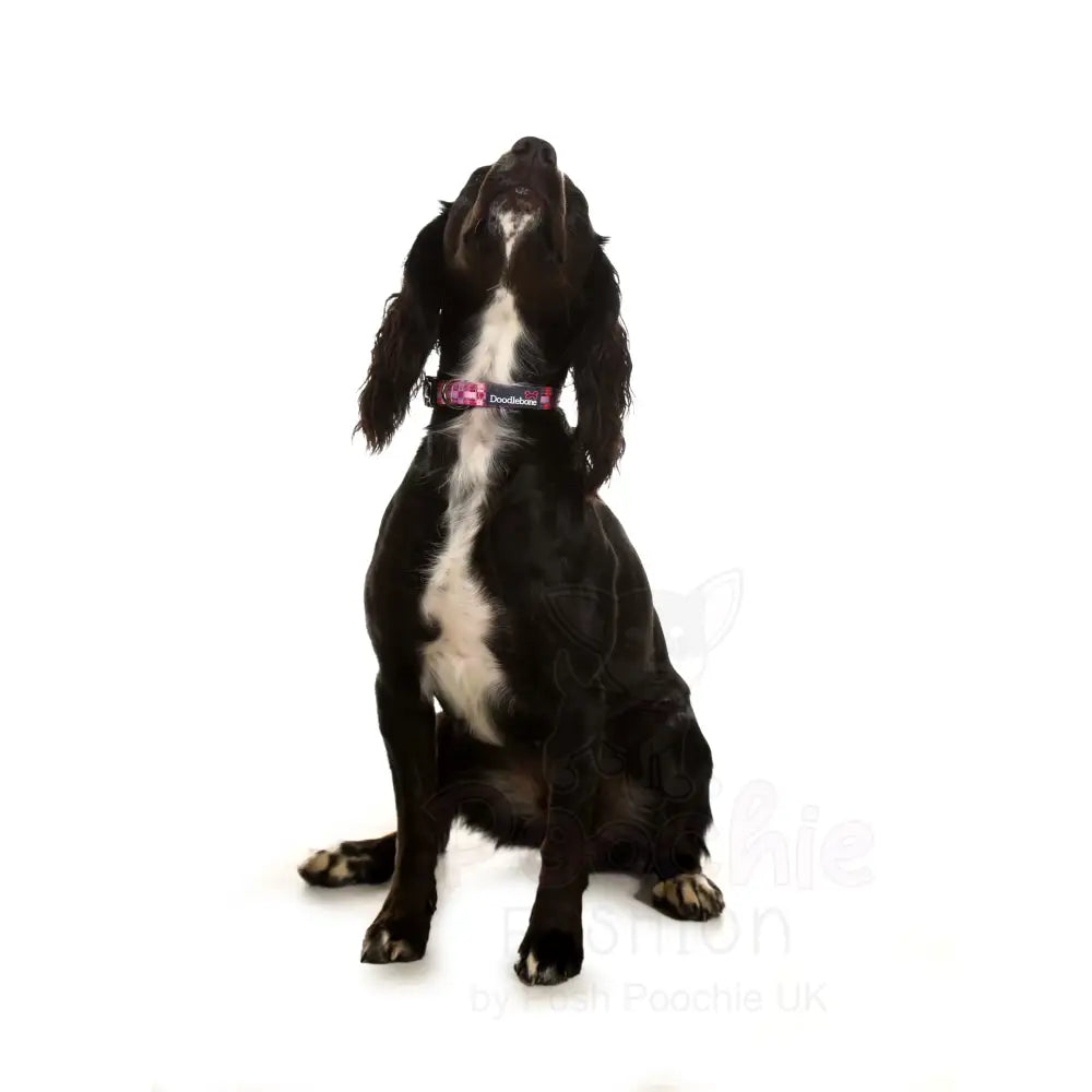 Doodlebone Padded Dog Collar - Checkmate - Doodlebone - 2