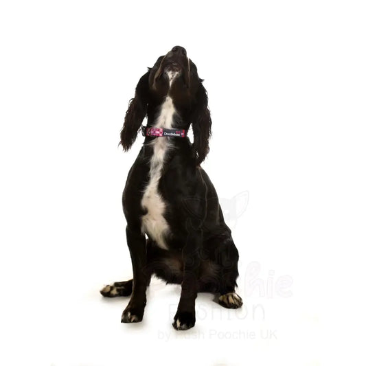 Doodlebone Padded Dog Collar - Checkmate - Doodlebone - 2