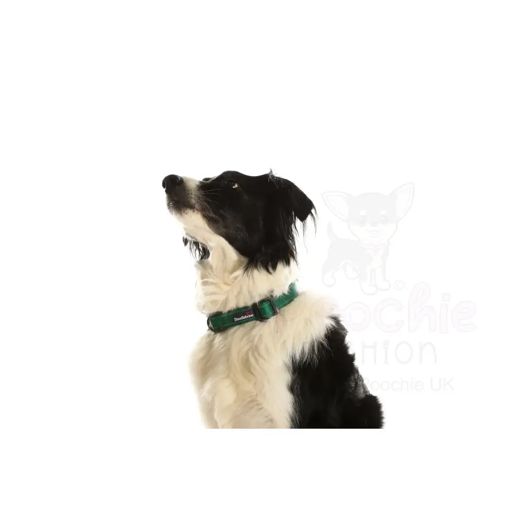 Doodlebone Padded Dog Collar - Forest - Doodlebone - 2
