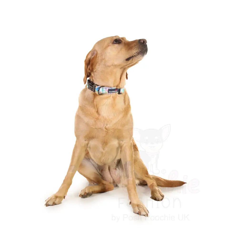 Doodlebone Padded Dog Collar - Pastel Paint Splat - Doodlebone - 3