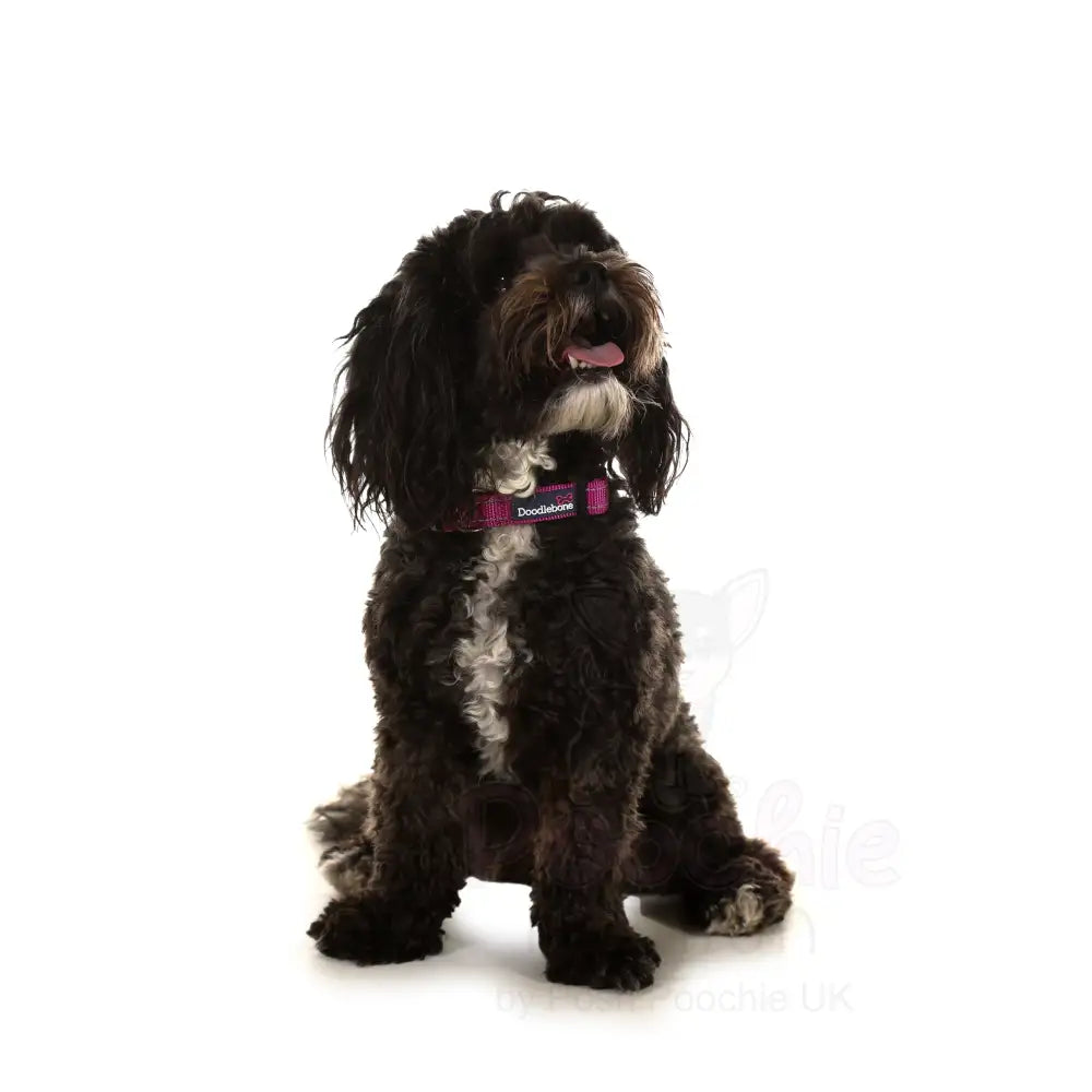 Doodlebone Padded Dog Collar - Thistle - Doodlebone - 2
