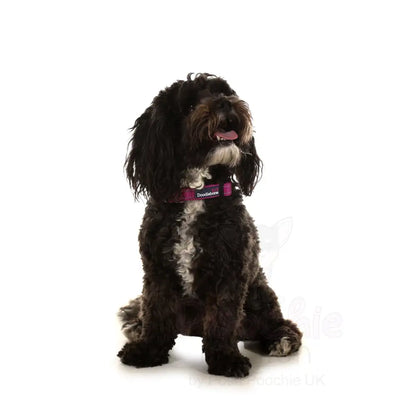 Doodlebone Padded Dog Collar - Thistle - Doodlebone - 2