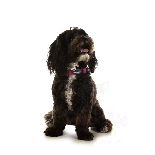 Doodlebone Padded Dog Collar - Thistle - Doodlebone - 2