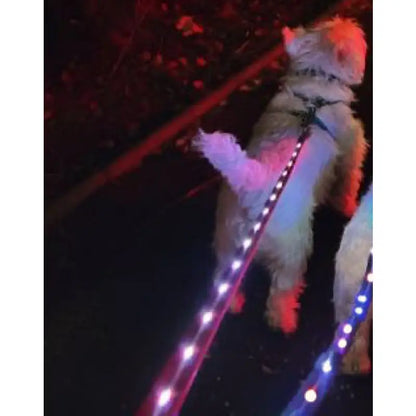 Doodlebone Rechargeable Light-up Dog Lead Berry Red - Doodlebone - 2
