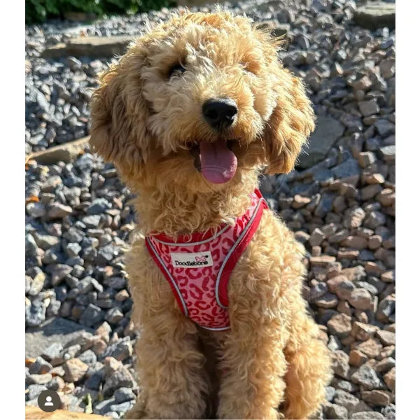 Doodlebone Snappy Dog Harness - Ruby Leopard - Doodlebone - 5