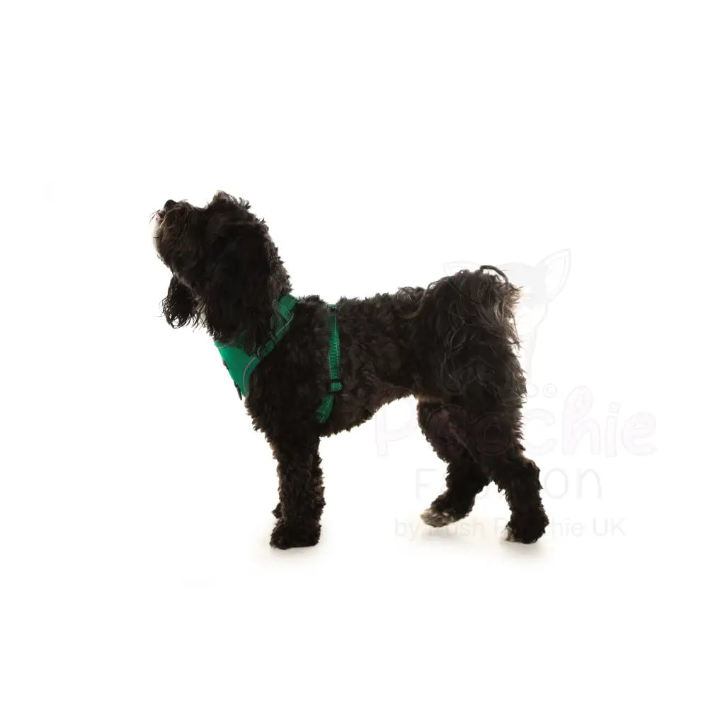 Doodlebone Stomp Dog Harness - Forest - Doodlebone - 7