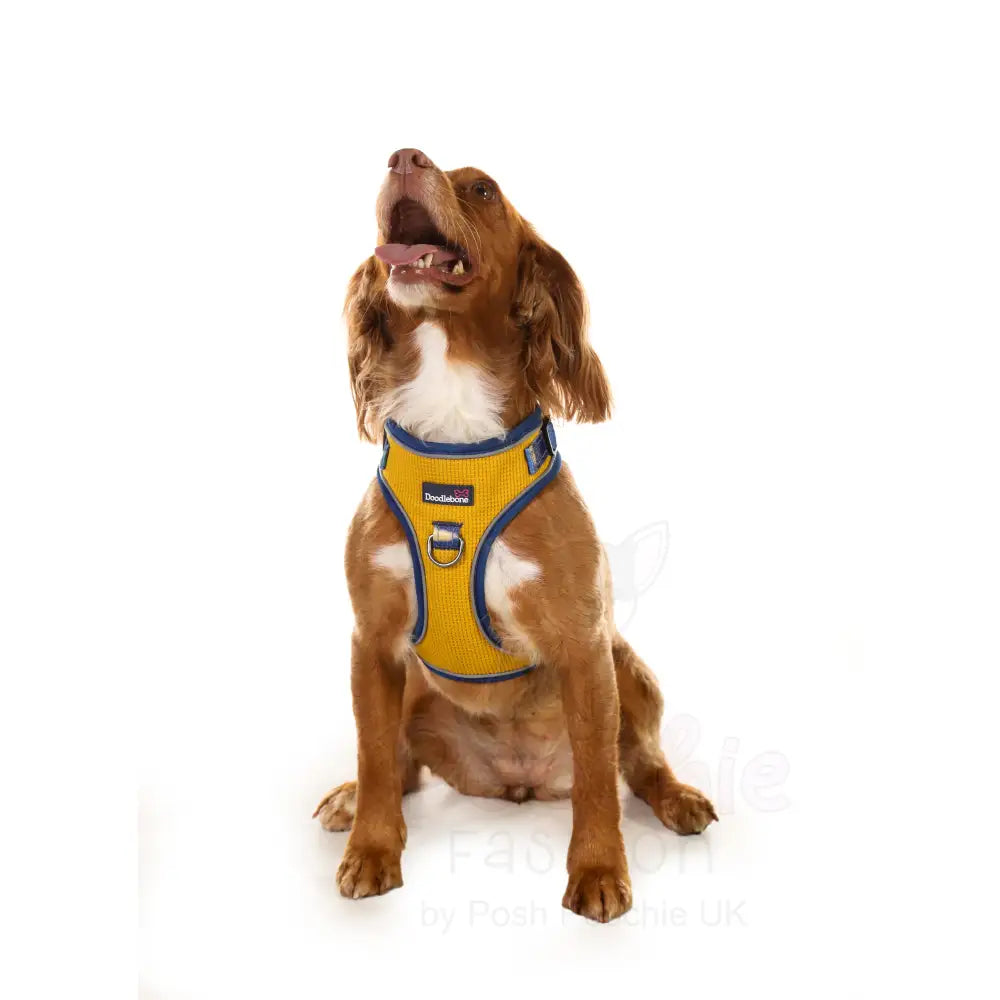 Doodlebone Stomp Dog Harness - Mustard Terrain - Doodlebone - 3