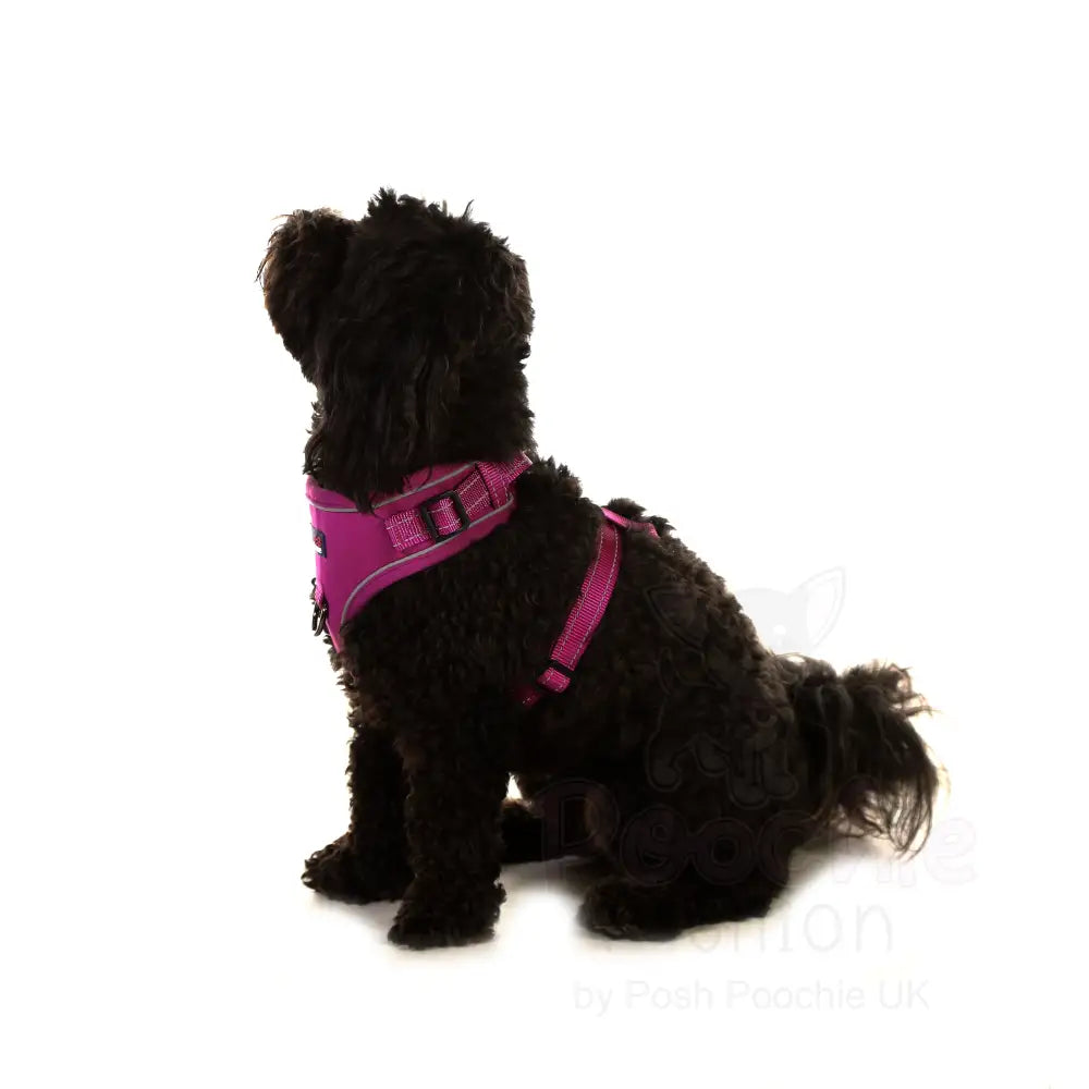 Doodlebone Stomp Dog Harness - Thistle - Doodlebone - 5