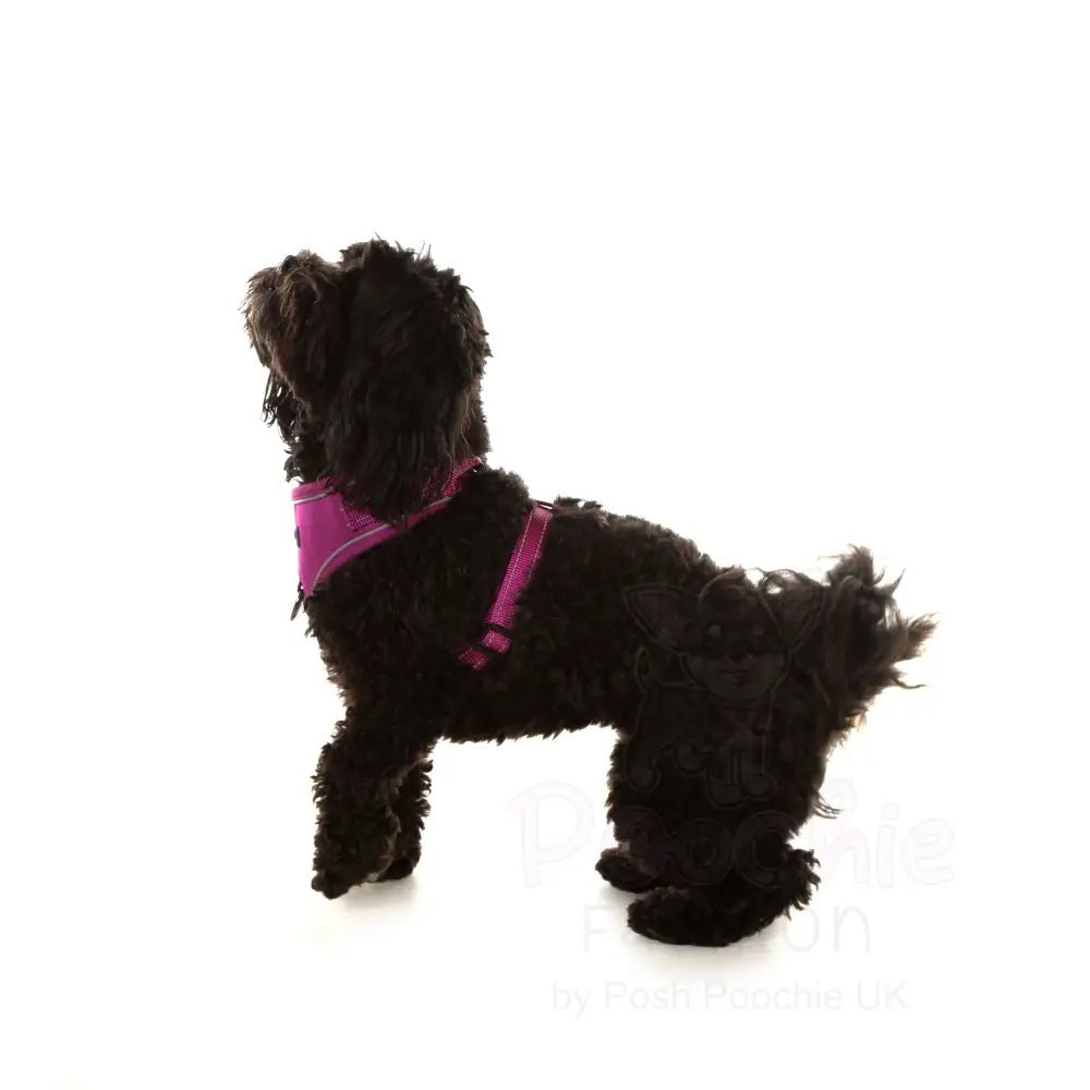 Doodlebone Stomp Dog Harness - Thistle - Doodlebone - 4