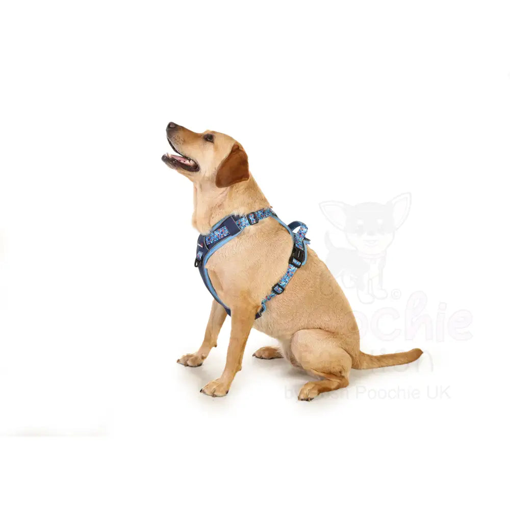 Doodlebone with me Dog Harness - Navy Reef - Doodlebone - 11