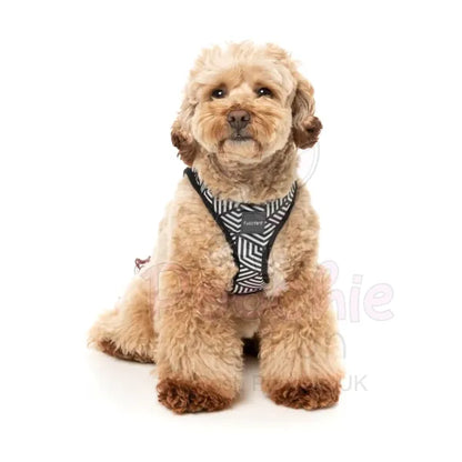 Fitzroy Step in Dog Harness by Fuzzyard - Fuzzyard - 5