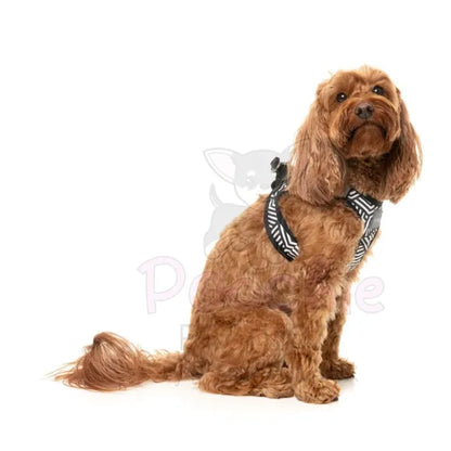Fitzroy Step in Dog Harness by Fuzzyard - Fuzzyard - 4