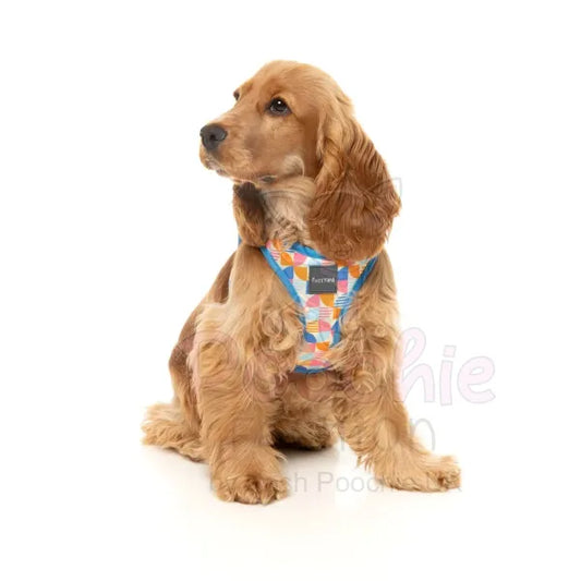 Fresh Zest Step in Dog Harness by Fuzzyard Fuzzyard 2