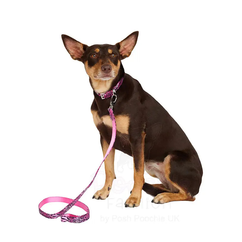 Funky hotsell dog harness