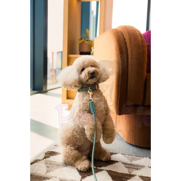 Fuzzyard Life Atelier Dog Collar in Myrtle Green - Fuzzyard - 3