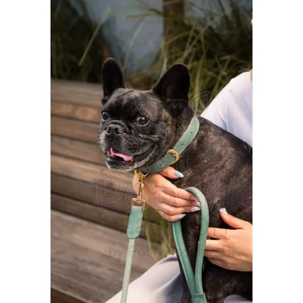Fuzzyard Life Atelier Dog Collar in Myrtle Green - Fuzzyard - 4