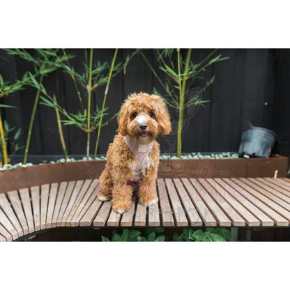 Fuzzyard Life Corduroy Dog Harness in Soft Blush Pink - Fuzzyard - 3