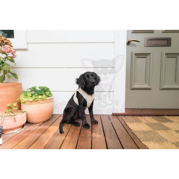 Fuzzyard Life Corduroy Step-in Dog Harness in Sandstone - Fuzzyard - 3