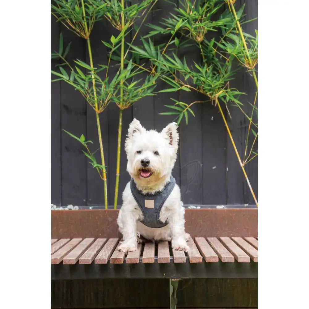 Fuzzyard Life Corduroy Step-in Dog Harness in Slate Grey - Fuzzyard - 3
