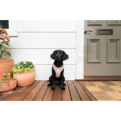 Fuzzyard Life Corduroy Step-in Dog Harness in Soft Blush Pink - Fuzzyard - 3