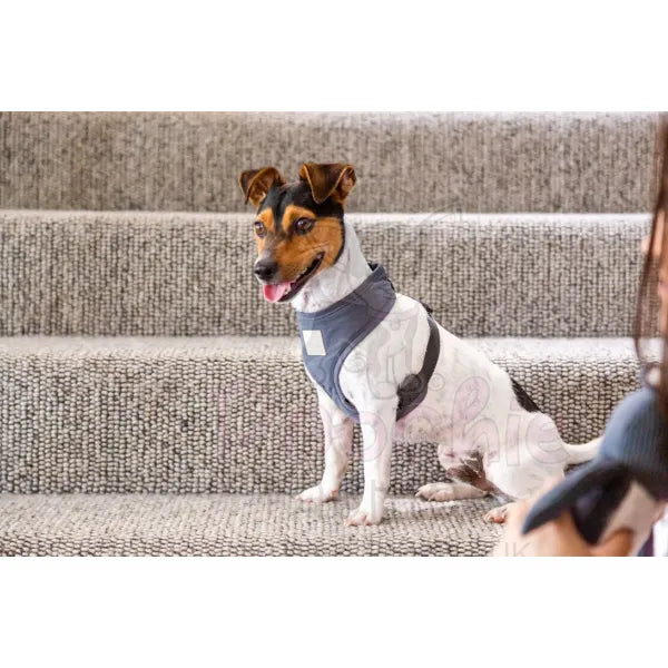 Fuzzyard Life Dog Harness in Slate Grey - Fuzzyard - 3