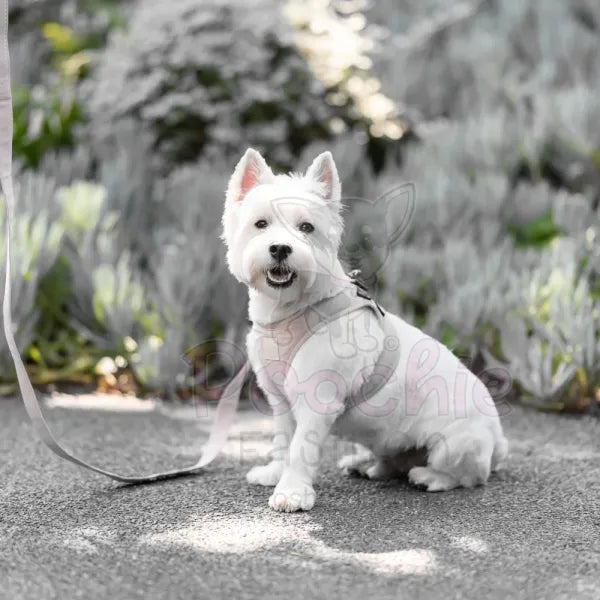Fuzzyard Life Step-in Dog Harness in Sandstone - Fuzzyard - 3