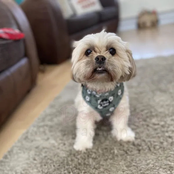 Green Meadow Floral Dog Harness - Pet Pooch - 2