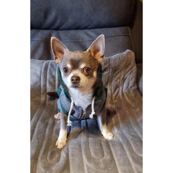 Grey & Green Sleeveless Zip Dog Hoodie - Rich Paw 2