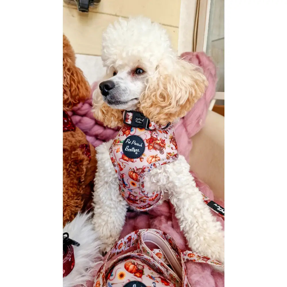 Harvest Mouse Dog Harness - Pet Pooch - 4