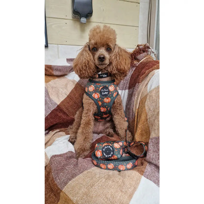 Harvest Pumpkin Dog Collar - Pet Pooch - 3