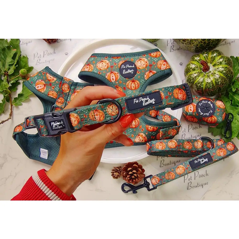 Harvest Pumpkin Dog Collar - Pet Pooch - 1