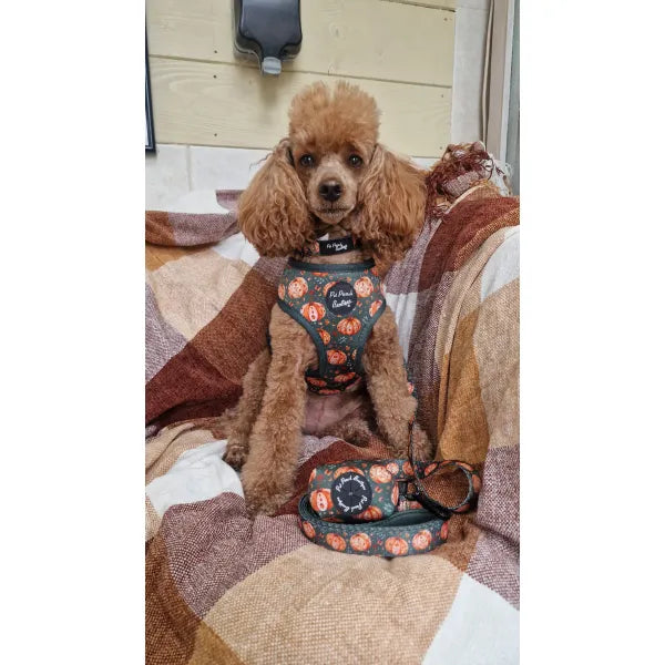 Harvest Pumpkin Dog Harness - Pet Pooch - 2