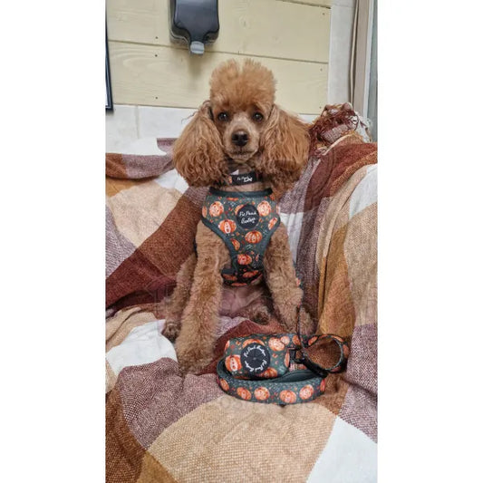 Harvest Pumpkin Dog Poo Bag Holder - Pet Pooch - 2