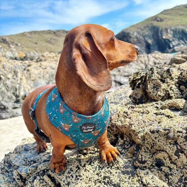 Highland Cow Dog Harness - Pet Pooch - 4
