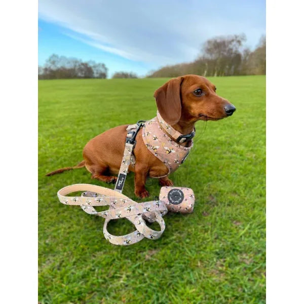 Honey Bumble Bee Puppy Dog Harness - Pet Pooch - 3
