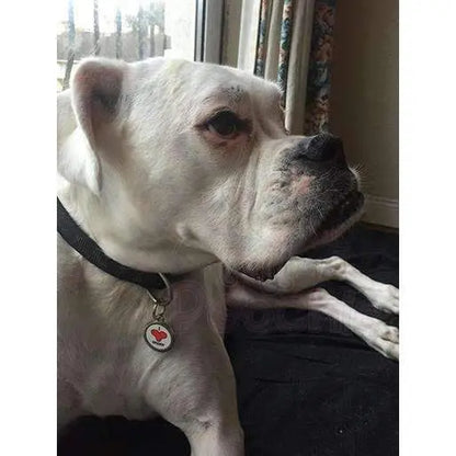 I Love Daddy Pet Id Tag - Ps Pet Tags - 2