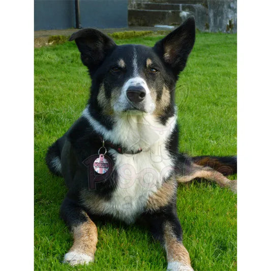 I’m Chipped Union Jack Pet Id Tag - Ps Pet Tags - 2