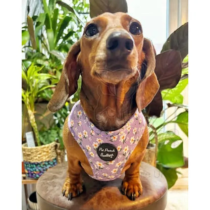 Lavender Daisies Dog Harness Pet Pooch 2