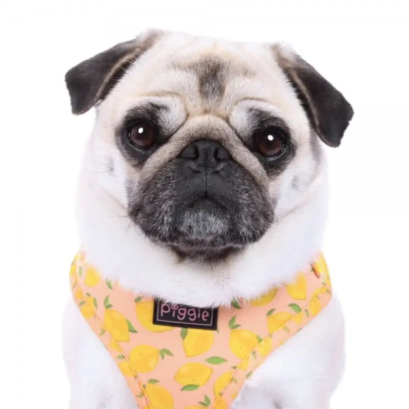 Lemon Squeeze Adjustable Dog Harness - Piggie - 3