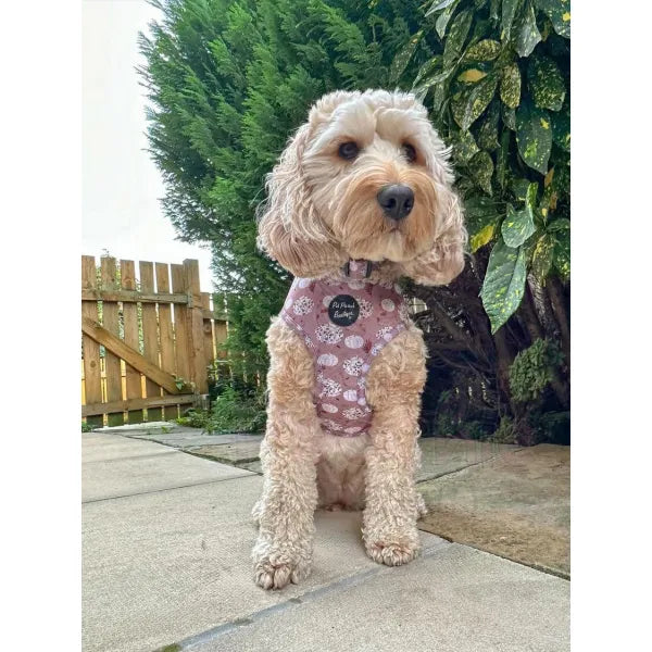 Leopard Pumpkin Dog Harness - Pet Pooch - 2