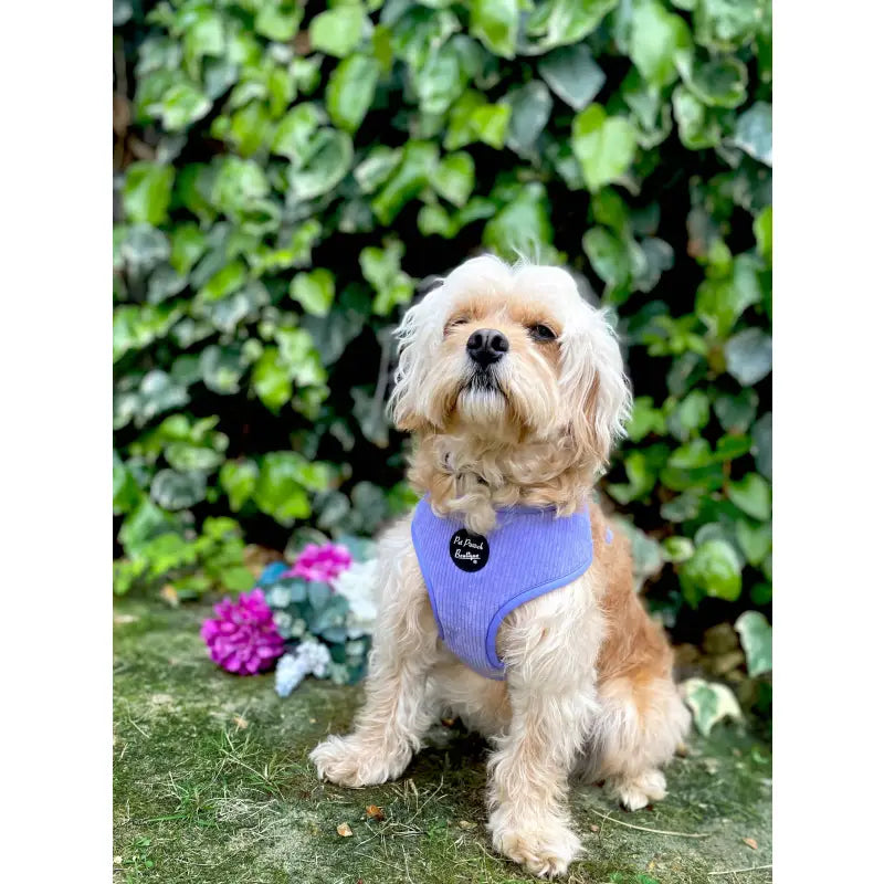Light Purple Luxury Corduroy Dog Harness - Pet Pooch - 2