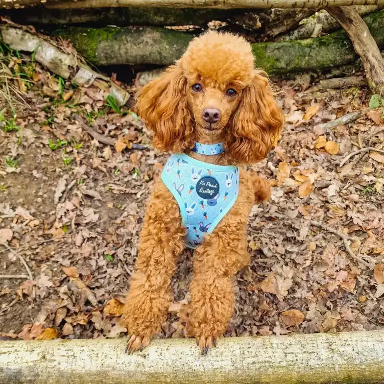 Little Easter Bunnies Dog Harness - Pet Pooch - 4