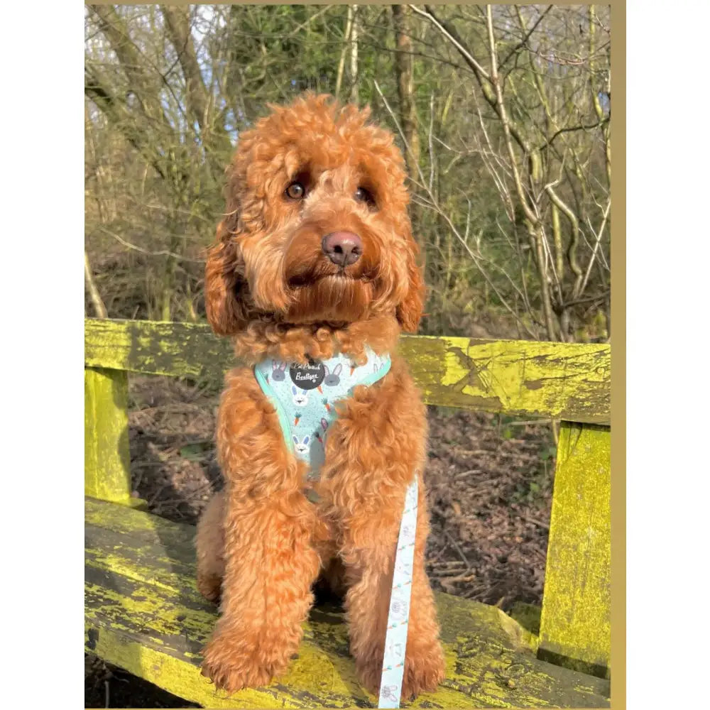 Little Bunnies Dog Lead - Pet Pooch - 4