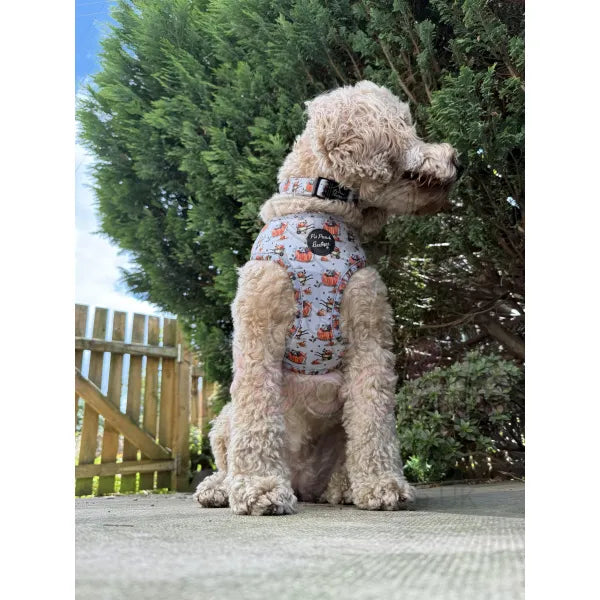 Little Pumpkin Bear Dog Harness Pet Pooch 4