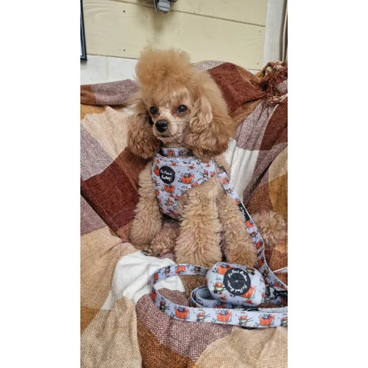 Little Pumpkin Bear Dog Poo Bag Holder - Pet Pooch - 2