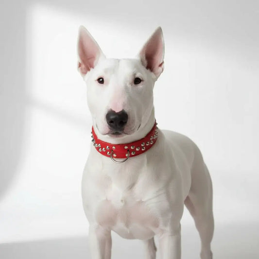 Luxury Handcrafted Leather Studded Bull Terrier Dog Collars - Posh Pawz - 2
