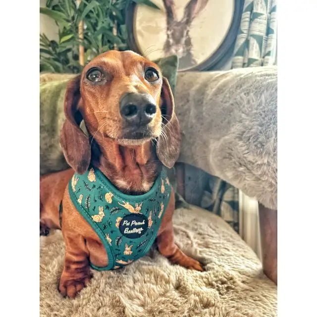 Meadow Bunny Dog Harness - Pet Pooch - 6