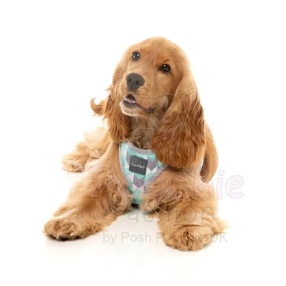 Mint Fizz Step in Dog Harness by Fuzzyard - Fuzzyard - 7