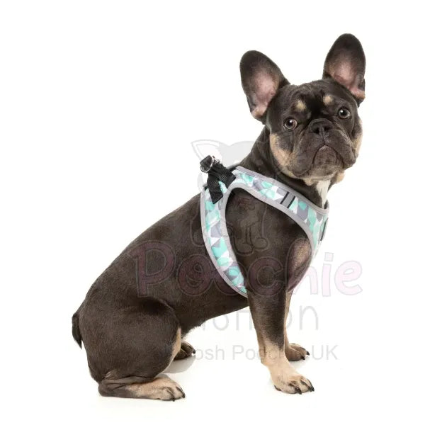 Mint Fizz Step in Dog Harness by Fuzzyard - Fuzzyard - 4