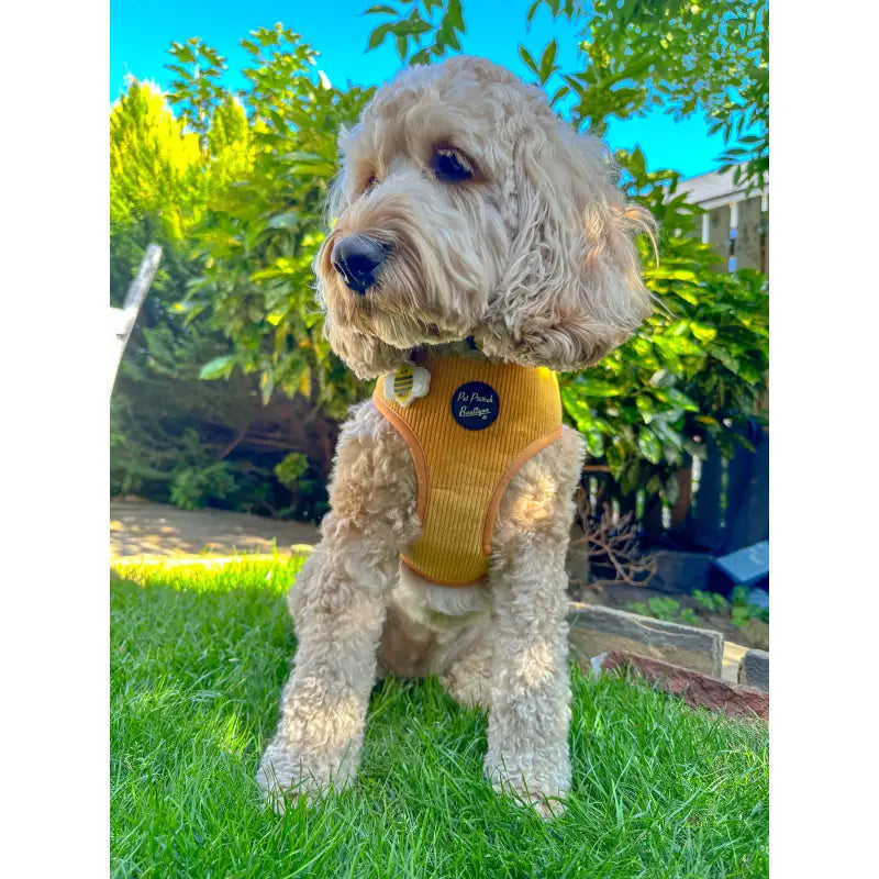 Mustard Yellow Luxury Corduroy Dog Harness - Pet Pooch - 4